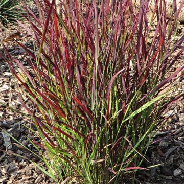 Panicum virgatum Sangria - Ruten-Hirse