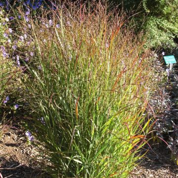 Panicum virgatum Shenandoah - Ruten-Hirse