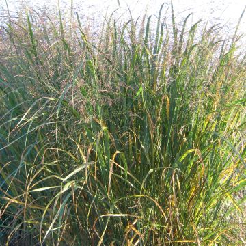 Panicum virgatum Thundercloud - Ruten-Hirse