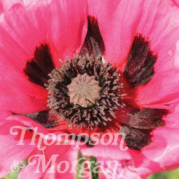 Orientalischer Mohn Rasberry Brulee (Samen) - Papaver orientale