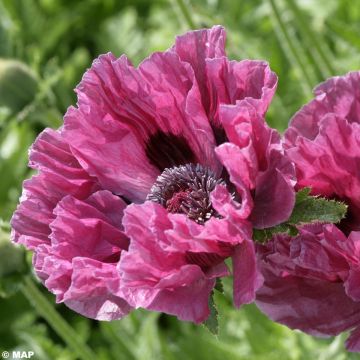 Orientalischer Mohn Manhattan - Papaver orientale