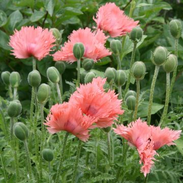 Pavot d'Orient Pink Ruffles - Papaver orientale