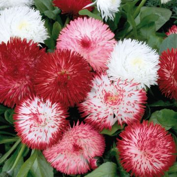 Bellis perennis Habanera - Gänseblümchen