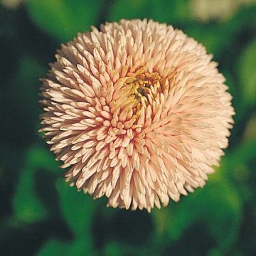 Bellis perennis Robella - Gänseblümchen