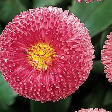 Bellis perennis Tasso Pink - Gänseblümchen