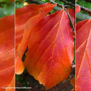 Eisenbaum Bella - Parrotia persica