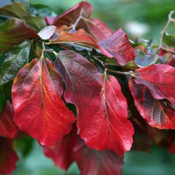 Eisenbaum Burgundy - Parrotia persica