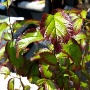 Eisenbaum Persian Spire - Parrotia persica