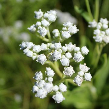 Prärie-Ampfer - Parthenium integrifolium