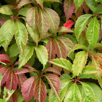 Wilder Wein Engelmannii - Parthenocissus quinquefolia