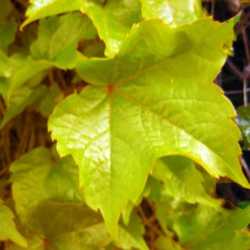 Vigne vierge - Parthenocissus tricuspidata Fenway Park