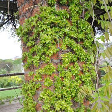 Kletterwein Lowii - Parthenocissus tricuspidata