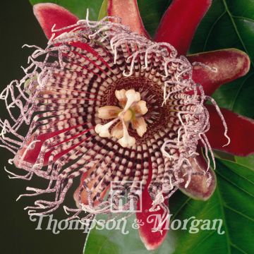 Passionsblume (Samen) - Passiflora alata