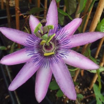 Passionsblume Lavender Lady - Passiflora