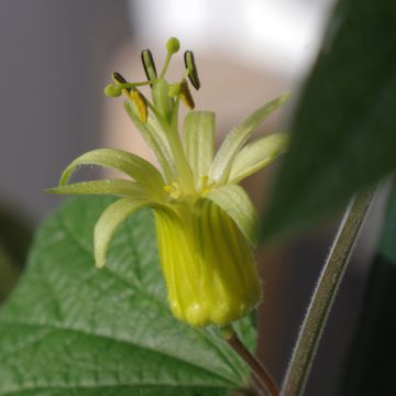 Zitronen gelbe Passionsblume - Passiflora citrina