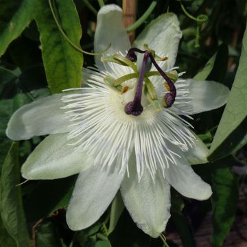 Weiße Passionsblume - Passiflora subpeltata