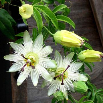 Passiflore caerulea Constance Elliott - Fleur de la Passion blanche