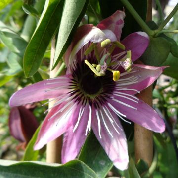 Passionsblume - Passiflora