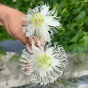 Passionsblume Snow Star - Passiflora incarnata