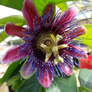 Passionsblume Marijke - Passiflora