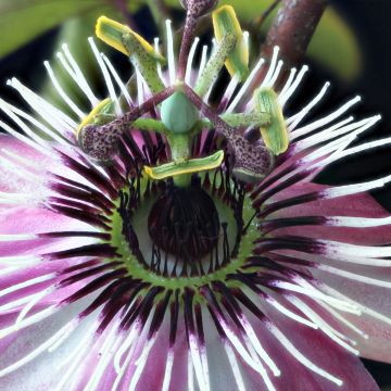 Passiflore - Passiflora Eden