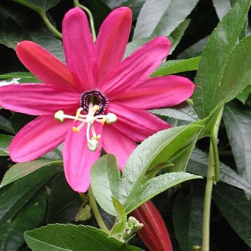 Passionsblume Exoniensis - Passiflora