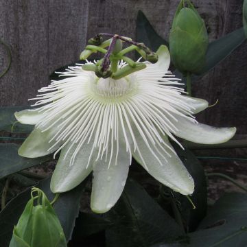 Passionsblume Snow Queen - Passiflora hybrida