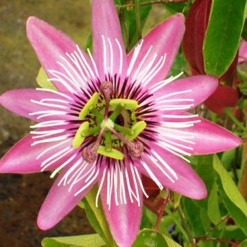 Passionsblume Victoria - Passiflora