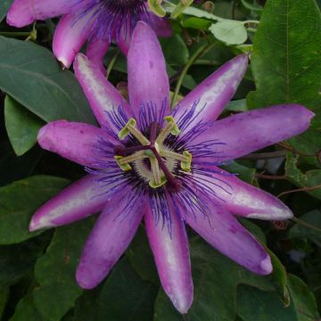 Passionsblume Violacea - Passiflora