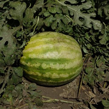 Wassermelone Crimson Sweet