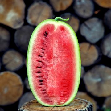 Wassermelone Little Darling F1