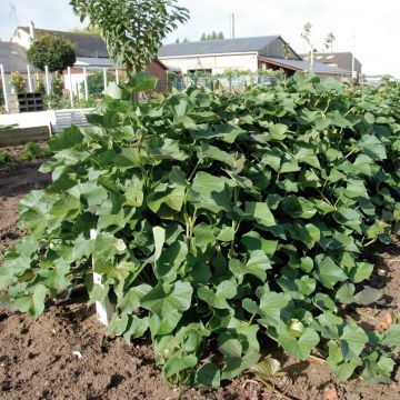 Patate douce Beauregard en plants - Ipomoea batatas