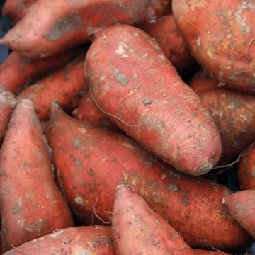 Süßkartoffel Orléans - Ipomoea batatas