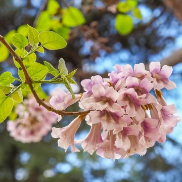 Paulownia elongata - Arbre impérial