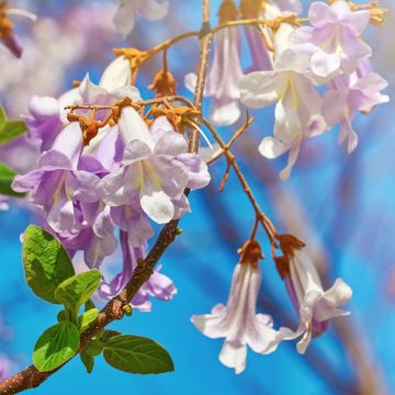 Paulownia fortunei April Light - Blauglockenbaum