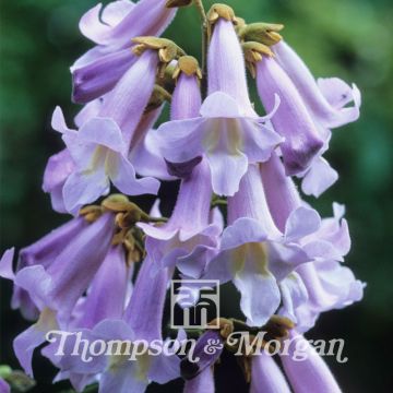 Paulownia tomentosa (Samen) - Blauglockenbaum