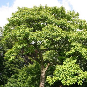 Paulownia tomentosa - Blauglockenbaum