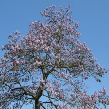 Paulownia tomentosa (Samen) - Blauglockenbaum