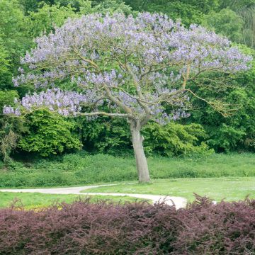 Paulownia tomentosa Hulsdonk - Blauglockenbaum