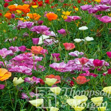 Goldmohn Monarch Mixed (Samen) - Eschscholzia californica