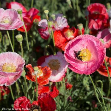 Klatsch-Mohn De Reconvilier - Papaver rhoeas