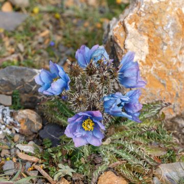 Pavot, Meconopsis horridula