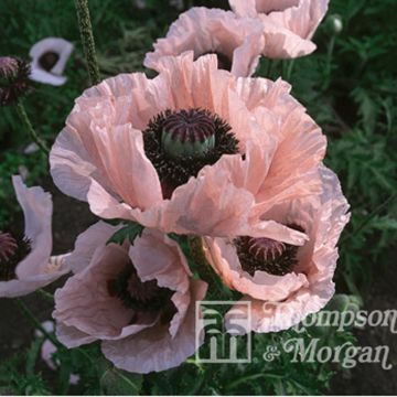 Orientalischer Mohn Coral Reef (Samen) - Papaver