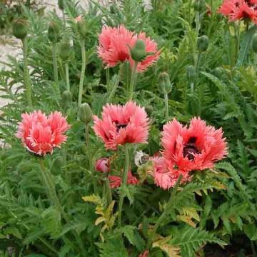 Orientalischer Mohn Clochard - Papaver orientale