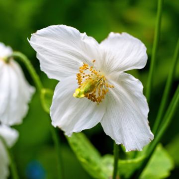 Pavot bleu de l'Himalaya - Meconopsis betonicifolia Alba