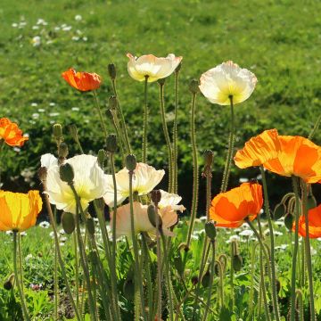 Papaver nudicaule Gartenzwerg - Isländischer Mohn