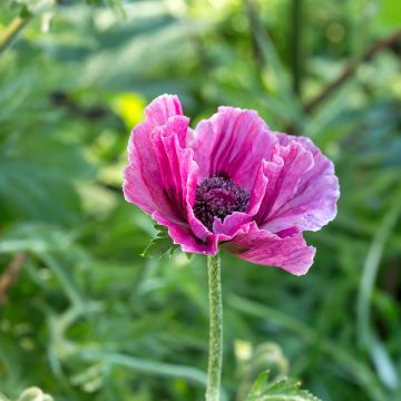 Orientalischer Mohn Harlem - Papaver orientale