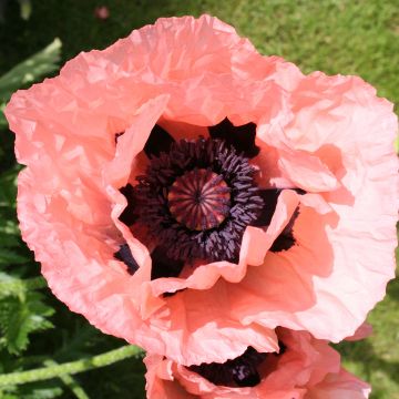 Orientalischer Mohn Little Dancing Girl - Papaver orientale