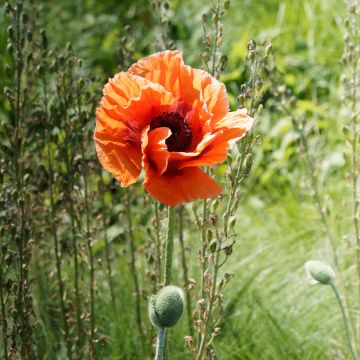 Orientalischer Mohn Harvest Moon - Papaver orientale