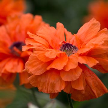 Orientalischer Mohn May Queen - Papaver orientale